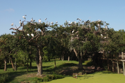 [Two large trees above a junction between the ground and an algae-covered pond hold at least 25 wood storks. The mostly white wood storks contrast the greenery of the trees.]